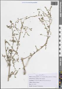 Лебеда лежачая, Лебеда простертая DC., Африка (AFR) (Тунис)