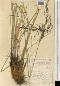 Neotrinia splendens (Trin.) M.Nobis, P.D.Gudkova & A.Nowak, Монголия (MONG) (Монголия)