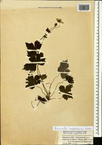 Лютик каппадокийский Willd., Кавказ, Абхазия (K4a) (Абхазия)