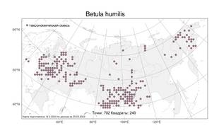 Betula humilis, Береза приземистая Schrank, Атлас флоры России (FLORUS) (Россия)