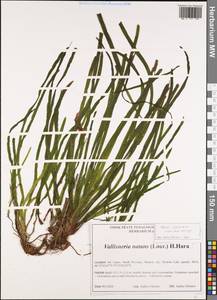 Vallisneria natans (Lour.) H.Hara, Зарубежная Азия (ASIA) (Шри-Ланка)