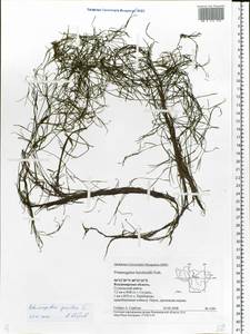 Рдест маленький L., Восточная Европа, Центральный район (E4) (Россия)