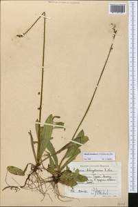 Pilosella aurantiaca subsp. aurantiaca, Средняя Азия и Казахстан, Северный и Центральный Тянь-Шань (M4) (Киргизия)