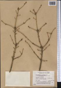 Arceuthobium pusillum M. Peck, Америка (AMER) (Канада)