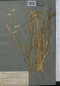 Пырейник собачий (L.) L., Средняя Азия и Казахстан, Северный и Центральный Тянь-Шань (M4) (Казахстан)