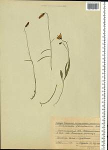 Колокольчик круглолистный L., Восточная Европа, Северный район (E1) (Россия)