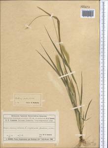 Щетинник зеленый (L.) P.Beauv., Средняя Азия и Казахстан, Муюнкумы, Прибалхашье и Бетпак-Дала (M9) (Казахстан)