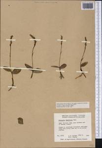 Любка Хориса (Cham.) Rchb.f., Америка (AMER) (Канада)