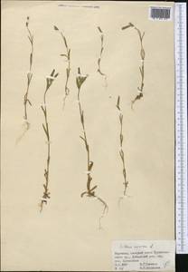 Silene conica subsp. conica, Средняя Азия и Казахстан, Памир и Памиро-Алай (M2) (Киргизия)