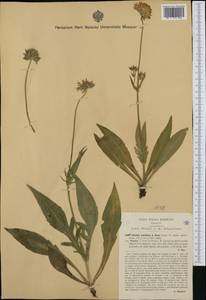 Knautia persicina A. Kern., Западная Европа (EUR) (Италия)