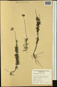 Vicinia ciliata (Benth.) G. L. Nesom, Австралия и Океания (AUSTR) (Австралия)