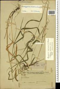 Пырейник собачий (L.) L., Кавказ, Азербайджан (K6) (Азербайджан)