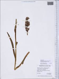 Dactylorhiza fuchsii × incarnata, Восточная Европа, Центральный лесостепной район (E6) (Россия)