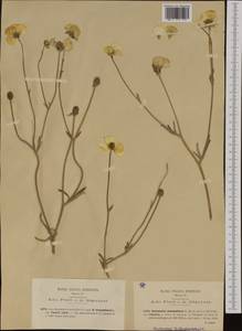 Ranunculus monspeliacus L., Западная Европа (EUR) (Италия)