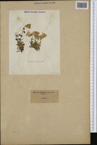 Campanula cochleariifolia Lam., Западная Европа (EUR) (Италия)