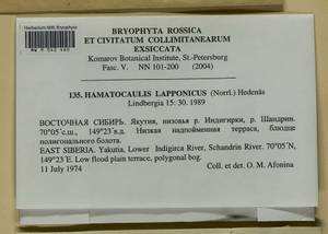 Hamatocaulis lapponicus (Norrl.) Hedenäs, Гербарий мохообразных, Мхи - Якутия (B19) (Россия)