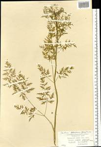 Cnidium dauricum (Jacq.) Turcz. ex Fisch. & C. A. Mey., Сибирь, Дальний Восток (S6) (Россия)