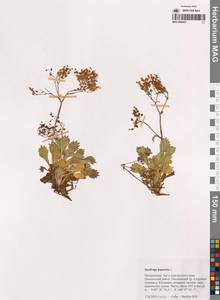 Micranthes punctata (L.) Losinsk., Сибирь, Чукотка и Камчатка (S7) (Россия)