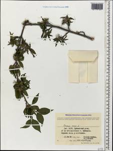 Кизил мужской, Кизил обыкновенный L., Кавказ, Дагестан (K2) (Россия)