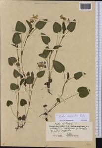 Viola canina subsp. ruppii (All.) Schübl. & G. Martens, Восточная Европа, Южно-Украинский район (E12) (Украина)