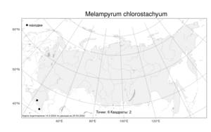 Melampyrum chlorostachyum (Hohen.) Beauverd, Атлас флоры России (FLORUS) (Россия)