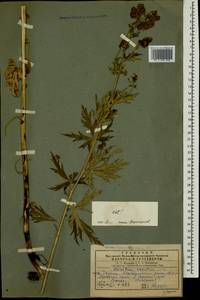 Aconitum variegatum subsp. nasutum (Fischer ex Rchb.) Götz, Кавказ, Грузия (K4) (Грузия)