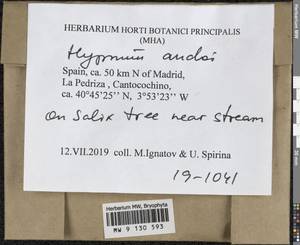 Hypnum andoi A.J.E. Sm., Гербарий мохообразных, Мхи - Западная Европа (BEu) (Испания)