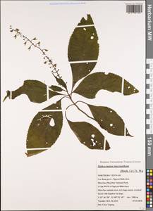 Siphocranion macranthum (Hook.f.) C.Y.Wu, Зарубежная Азия (ASIA) (Вьетнам)
