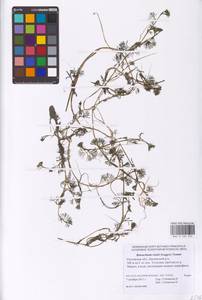 Лютик Риона, Шелковник Риона Lagger, Восточная Европа, Ростовская область (E12a) (Россия)