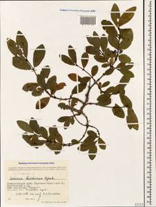 Жимолость голубая L., Кавказ, Ставропольский край, Карачаево-Черкесия, Кабардино-Балкария (K1b) (Россия)