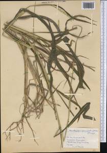 Stenotaphrum secundatum (Walter) Kuntze, Америка (AMER) (Куба)