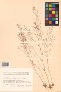 Резушка Таля, Резуховидка Таля (L.) Heynh., Восточная Европа, Нижневолжский район (E9) (Россия)