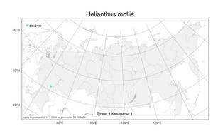 Helianthus mollis, Подсолнечник мягкий Lam., Атлас флоры России (FLORUS) (Россия)