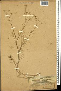 Совичия красивоплодная Fisch. & C. A. Mey., Кавказ, Азербайджан (K6) (Азербайджан)
