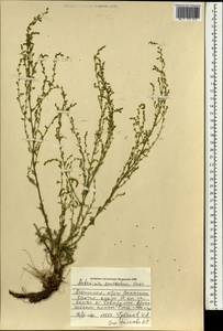 Полынь желтоцветная Krasch., Монголия (MONG) (Монголия)