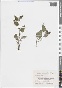 Фиалка Руппа All., Восточная Европа, Западный район (E3) (Россия)