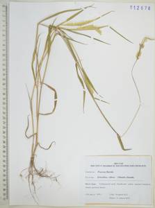 Шерстняк мохнатый (Thunb.) Kunth, Сибирь, Дальний Восток (S6) (Россия)