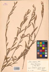 Ива джунгарская Andersson, Средняя Азия и Казахстан, Сырдарьинские пустыни и Кызылкумы (M7) (Казахстан)