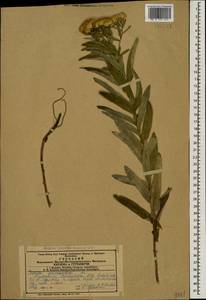 Pentanema germanicum (L.) D. Gut. Larr., Santos-Vicente, Anderb., E. Rico & M. M. Mart. Ort., Кавказ, Азербайджан (K6) (Азербайджан)