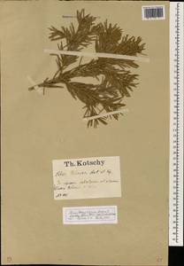 Abies cilicica (Antoine & Kotschy) Carrière, Зарубежная Азия (ASIA) (Турция)