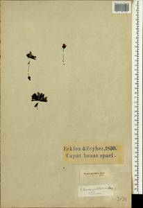 Drosera pauciflora Banks ex DC., Африка (AFR) (ЮАР)
