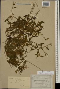 Pilosella schultesii subsp. schultesii, Восточная Европа, Московская область и Москва (E4a) (Россия)