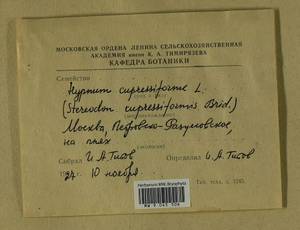 Hypnum cupressiforme Hedw., Гербарий мохообразных, Мхи - Москва и Московская область (B6a) (Россия)
