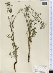 Бороздоплодник простой Rupr., Средняя Азия и Казахстан, Джунгарский Алатау и Тарбагатай (M5) (Казахстан)