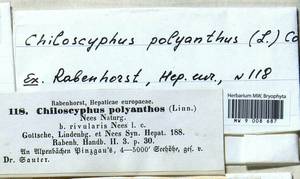 Chiloscyphus polyanthos (L.) Corda, Гербарий мохообразных, Мхи - Западная Европа (BEu) (Австрия)