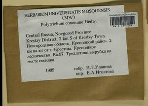 Polytrichum commune Hedw., Гербарий мохообразных, Мхи - Новгородская и Псковская области (B5) (Россия)