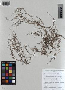 KUZ 004 601, Arenaria leptoclados subsp. leptoclados, Сибирь, Алтай и Саяны (S2) (Россия)