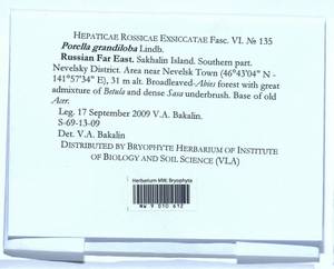 Porella grandiloba Lindb., Гербарий мохообразных, Мхи - Дальний Восток (без Чукотки и Камчатки) (B20) (Россия)