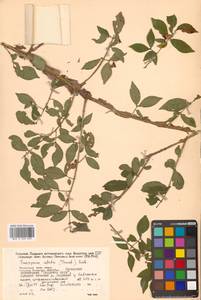 Бересклет крылатый (Thunb.) Siebold, Сибирь, Дальний Восток (S6) (Россия)