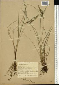Осока [гибрид], Восточная Европа, Центральный район (E4) (Россия)